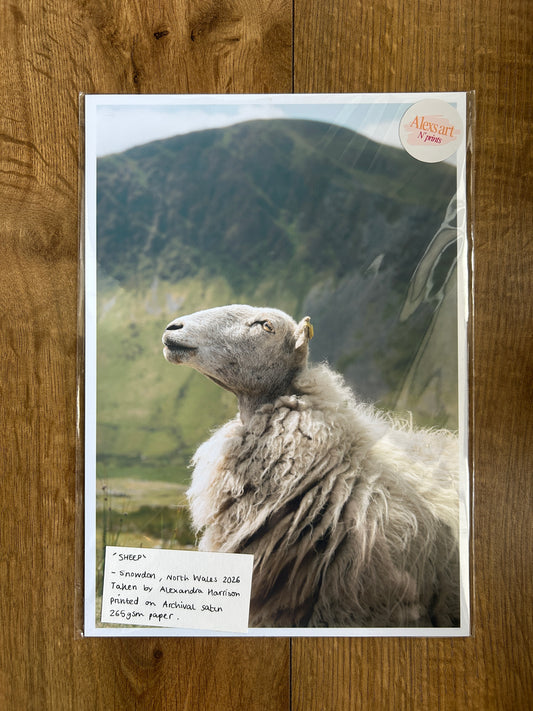 Sheep Photography Print A4