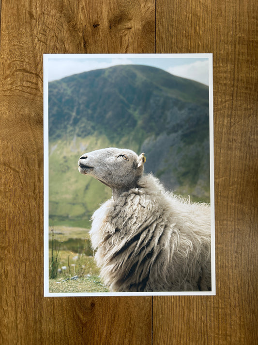 Sheep Photography Print A4